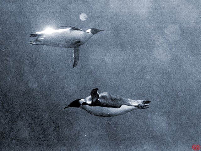 Emperor penguins flying