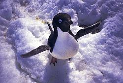 Adelie002 - Adelie penguin defending its nest
[ Click to go to the page where that image comes from ]