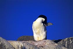 Adelie007 - Adelie penguin sleeping