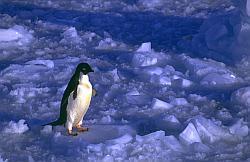 Adelie012 - Adelie penguin on sea ice