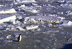Adelie014 - Adelie penguin on sea ice