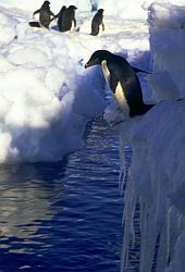 Adelie018 - Adelie penguin jumping into water