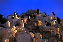 Adelie022 - Adelie penguin rookery