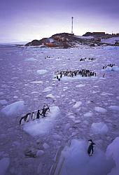 Adelie027 - Adelie penguins on sea ice