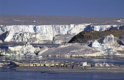 Adelie029 - Adelie penguins on sea ice