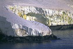 Adelie031 - Adelie penguins ready to jump in the water