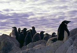 Adelie034 - Adelie penguins rookery