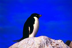 Adelie041 - Adelie penguins on its nest