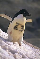 Adelie052 - Adelie penguin with id number for biology studies