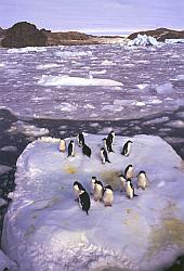 Adelie059 - Adelie penguins on sea ice