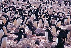 Adelie061 - Adelie penguins rookeries in the middle of Dumont d'Urville