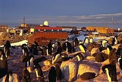 Adelie062 - Adelie penguins rookeries in the middle of Dumont d'Urville