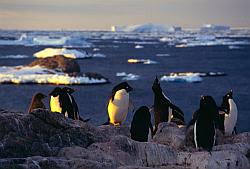 Adelie063 - Adelie penguins rookery