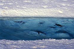Adelie068 - Adelie penguins underwater