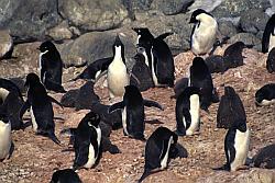Adelie072 - Adelie penguins rookery