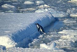 Adelie084 - Adelie penguins trying to jump onto ice shelf
