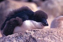 Adelie096 - Juvenile adelie penguin feathering