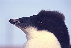 Adelie097 - Juvenile adelie penguin feathering