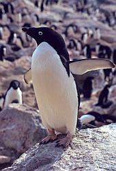 Adelie102 - Adelie penguin taking aggressive stance