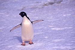 Adelie114 - Adelie penguins on ice