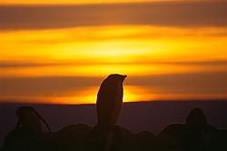Adelie124 - Adelie penguin chick in sunset
