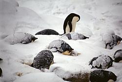 Adelie140 - Adelie penguins waiting out a snowstorm