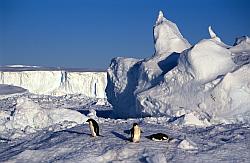 Adelie144 - Adelie penguins on sea ice