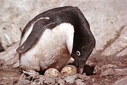 Adelie155 - Adelie penguin on its nest with 2 eggs