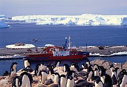 DdU105 - Adelie penguins and the Astrolabe