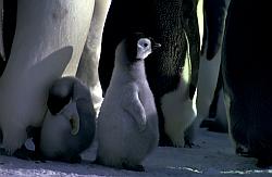 Emperor018 - Emperor penguin chick