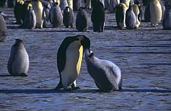 Emperor035 - Adult feeding his chick