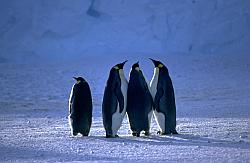 Emperor041 - Group of emperor penguins