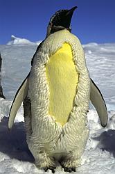 Emperor050 - Adult emperor penguin feathering in spring