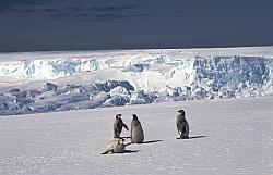 Emperor051 - Juvenile emperor penguins in spring and Giant Petrel predator