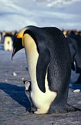 Emperor066 - Profile view of emperor penguin and chick
[ Click to download the free wallpaper version of this image ]