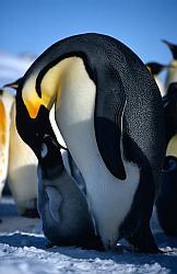 Emperor068 - Emperor penguin chick getting his dinner