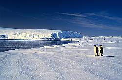 Emperor071 - Emperor penguins by the sea