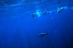 Emperor075 - Emperor penguins underwater