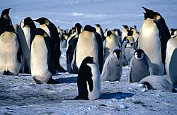 Emperor077 - Early adelie penguin among emperors