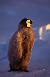 Emperor080 - Emperor penguin chick alone