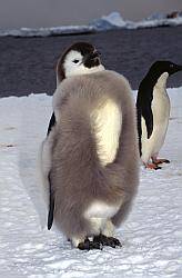 Emperor084 - Emperor penguin chick feathering