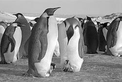 Emperor086 - Emperor penguins with chicks
