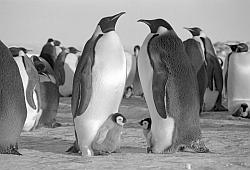 Emperor089 - Emperor penguins with chicks