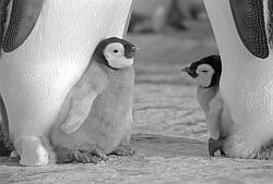 Emperor090 - Emperor penguins with chicks