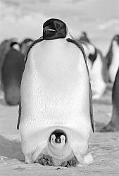 Emperor091 - Emperor penguin with chick