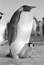 Emperor092 - Emperor penguin with chick