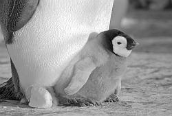 Emperor093 - Emperor penguin with chick