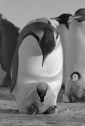 Emperor094 - Emperor penguin with chick