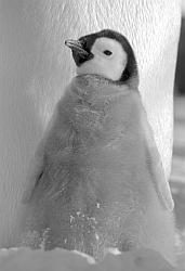 Emperor095 - Emperor penguin with chick