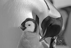 Emperor096 - Emperor penguin with chick